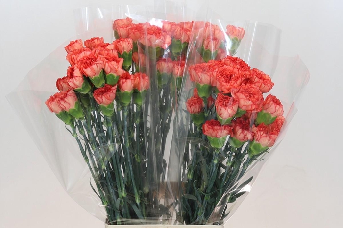 <h4>Dianthus St Kalimero</h4>