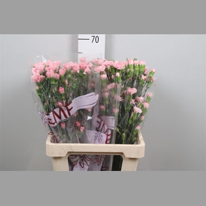 Di Tr Rascal Pink