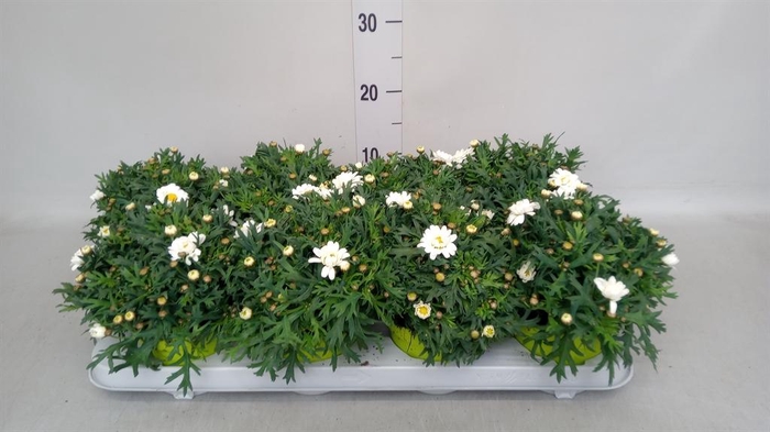 <h4>Argyranthemum  'La Rita White'</h4>