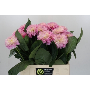 Dahlia Strawberry Ice