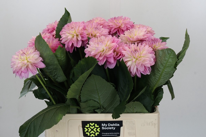 <h4>Dahlia Strawberry Ice</h4>