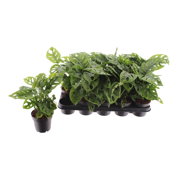 <h4>MONSTERA ADANSONII</h4>