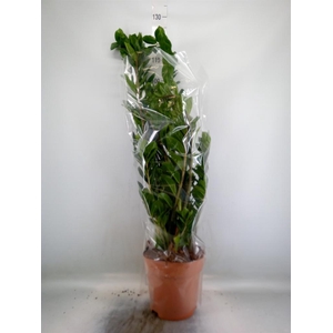 Zamioculcas zamiifolia