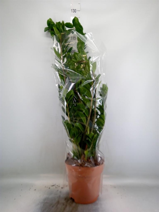 <h4>Zamioculcas zamiifolia</h4>