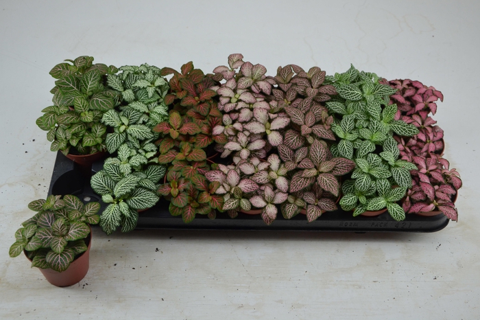 <h4>FITT GEM 7 KL</h4>