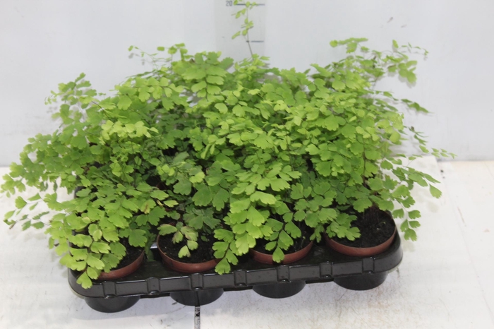 <h4>AVENCA VARIADA P09</h4>