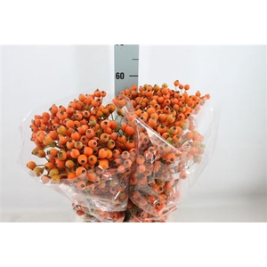 Rosa Bottel Frutuosa Per Bos 500 Gram