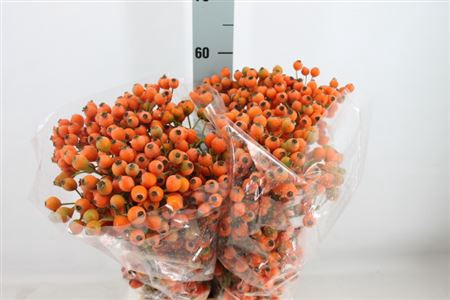 <h4>Rosa Bottel Frutuosa Per Bos 500 Gram</h4>