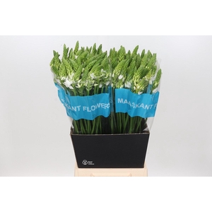 Ornithogalum Mount Fuji