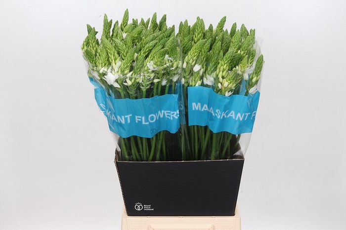 <h4>Ornithogalum Mount Fuji</h4>