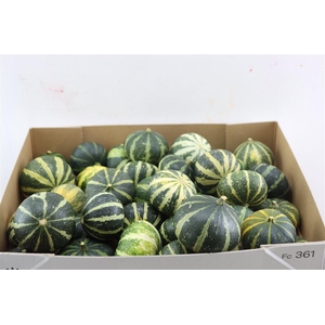 Sier Cuc P Flat Striped X40