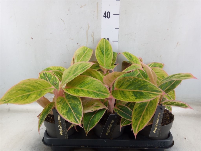 <h4>Aglaonema  'Salmon Fantasy'</h4>