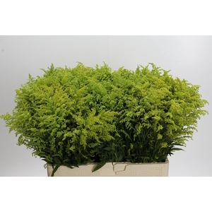 Solidago Tara Gold Buiten