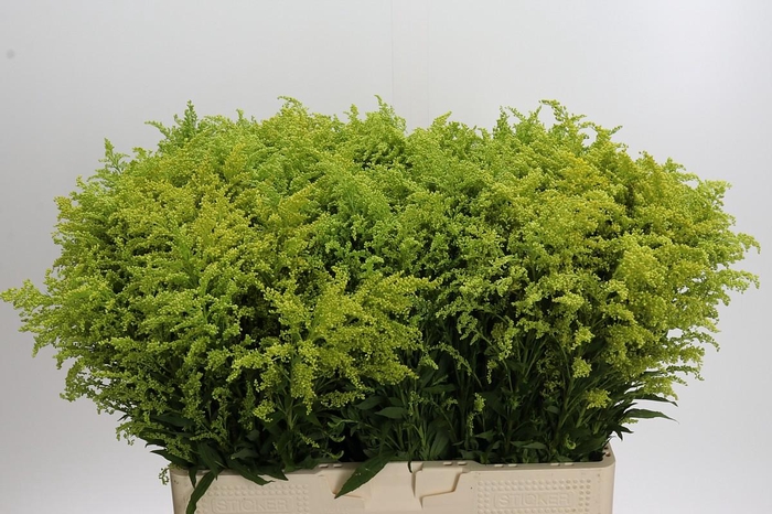 <h4>Solidago Tara Gold Buiten</h4>