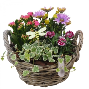 Arr.   Perkplanten H%