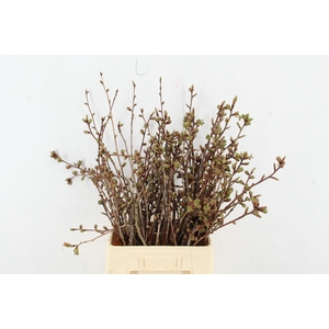PRUNUS SERRULATA KANZAN PER STEM 065CM