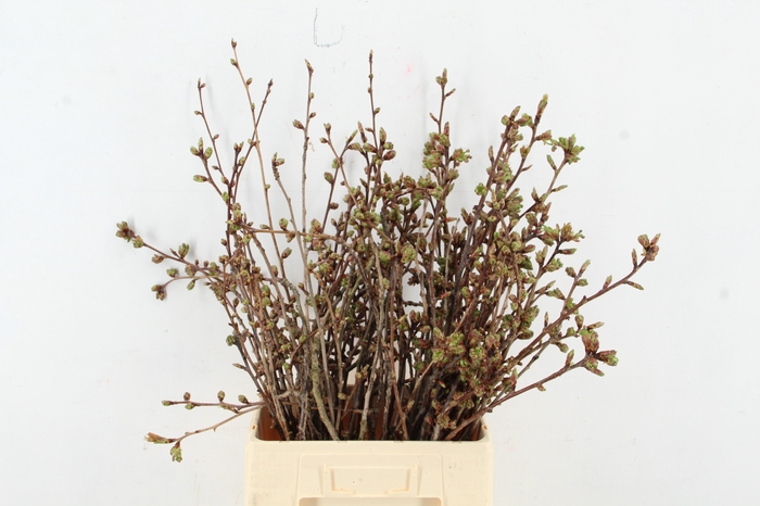 <h4>PRUNUS SERRULATA KANZAN PER STEM 065CM</h4>