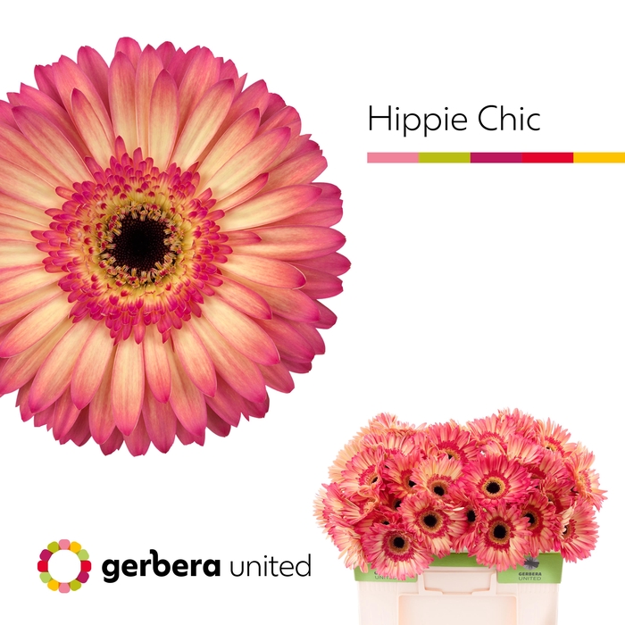<h4>Gerbera Hippie chic Water</h4>