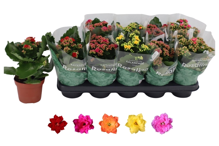 <h4>KAL GE RO GEM 5 KL</h4>