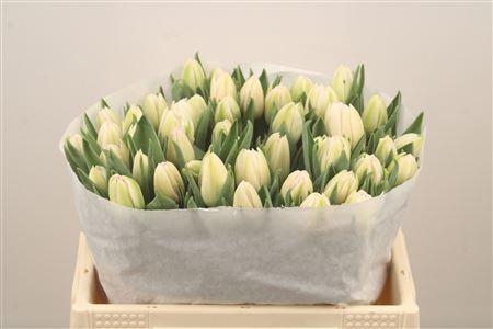 <h4>Tu Du Foxtrot</h4>