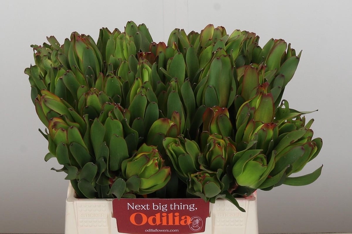 <h4>Leucadendron Laurel Yellow</h4>
