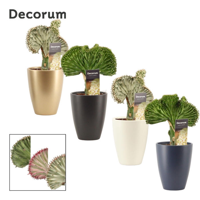 <h4>Euphorbia Lactea 12 cm Mix in Carly (Neo Architect-collection)</h4>