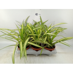 Pandanus