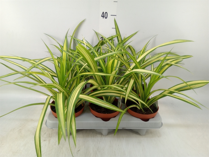 <h4>Pandanus</h4>