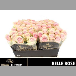 R Gr Belle Rose