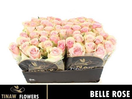 <h4>R Gr Belle Rose</h4>