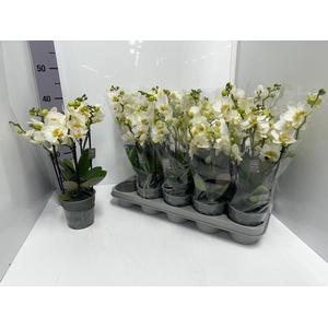 Phalaenopsis MF white 12Ø 45cm 3st 30fl