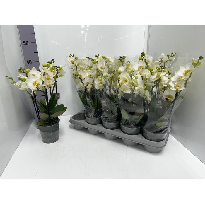 <h4>Phalaenopsis MF white 12Ø 45cm 3st 30fl</h4>