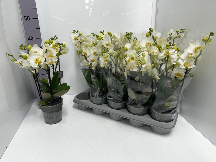 Phalaenopsis MF white 12Ø 45cm 3st 30fl