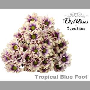 CHR T TROPICAL BLUE FOOT