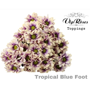 CHR T TROPICAL BLUE FOOT