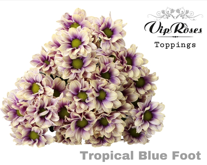 CHR T TROPICAL BLUE FOOT