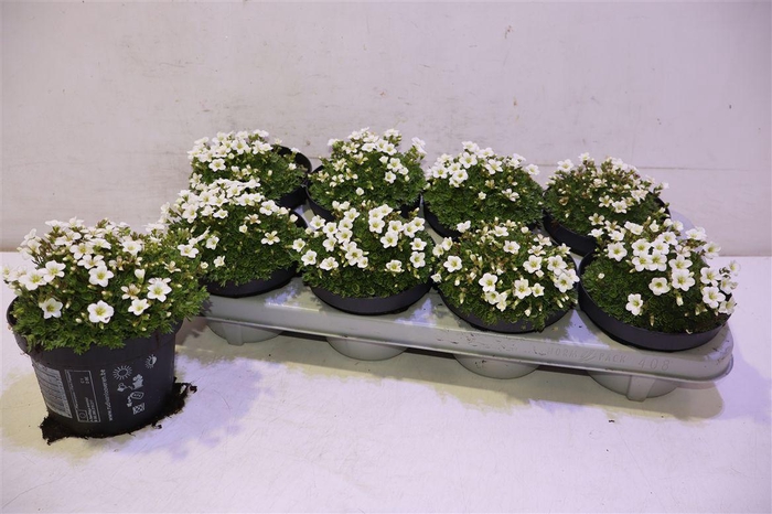 <h4>Saxif Arendsii</h4>