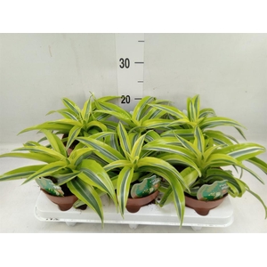 Dracaena frag. 'Lemon Surprise'