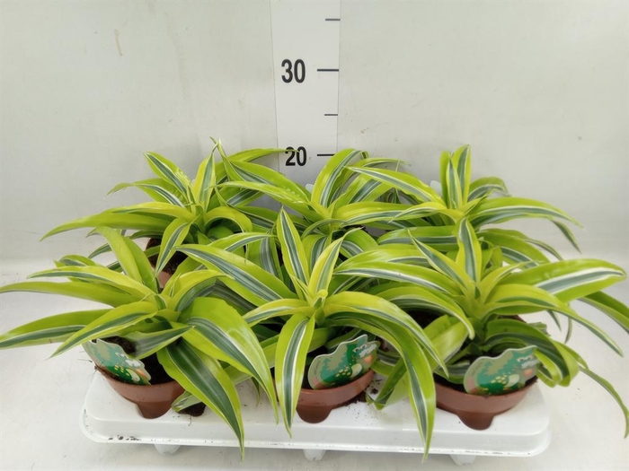 <h4>Dracaena frag. 'Lemon Surprise'</h4>