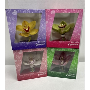 Cymbipack Standaard
