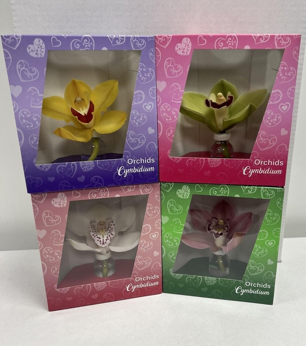 <h4>Cymbipack Standaard</h4>