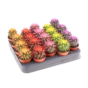 Cactus Grusonii Rainbow Gemengd