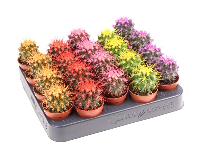 <h4>Cactus Grusonii Rainbow Gemengd</h4>