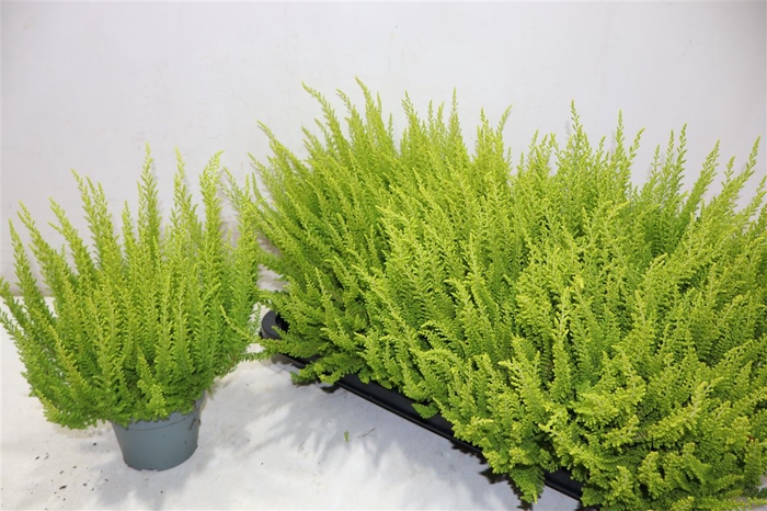 <h4>Callu Skyline Gem</h4>