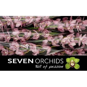 Cymb T Pink Briljant