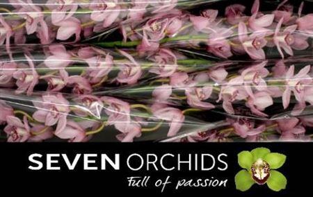 <h4>Cymb T Pink Briljant</h4>