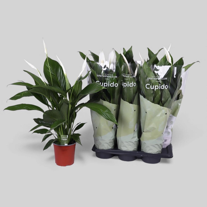 <h4>SPATH BINGO CUPIDO</h4>