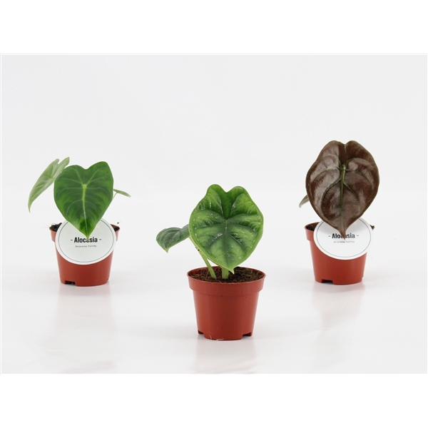<h4>Alocasia Mix P6</h4>