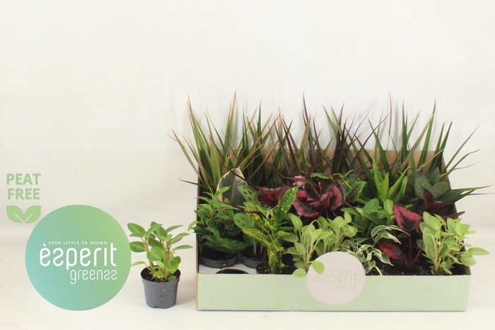 <h4>KAMERPL GEM OV</h4>