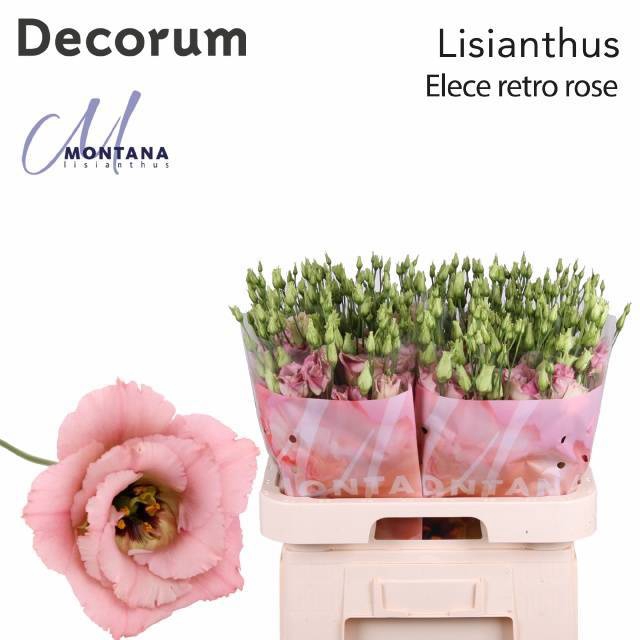 <h4>EUS G ELE RETRO ROSE</h4>